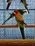 Te koop een mooie goudmantel rossella man, Dieren en Toebehoren, Vogels | Parkieten en Papegaaien, Mannelijk, Parkiet, Geringd