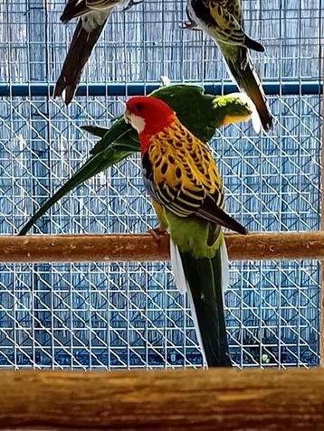 Te koop een mooie goudmantel rossella man  beschikbaar voor biedingen