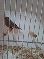 Zebravibk grijs man TT kwaliteit 88 punten, Dieren en Toebehoren, Vogels | Overige Vogels, Mannelijk, Tropenvogel, Geringd