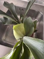 Prachtige Hertshoorn Plant, Ophalen, Overige soorten, Halfschaduw, In pot