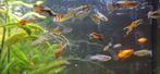Siervissen / guppies, Dieren en Toebehoren, Vissen | Aquaria en Toebehoren, Ophalen, Gevuld zoetwateraquarium