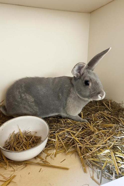 Rasechte Parelfeh konijnen, Dieren en Toebehoren, Konijnen, Groot, Meerdere dieren, 0 tot 2 jaar