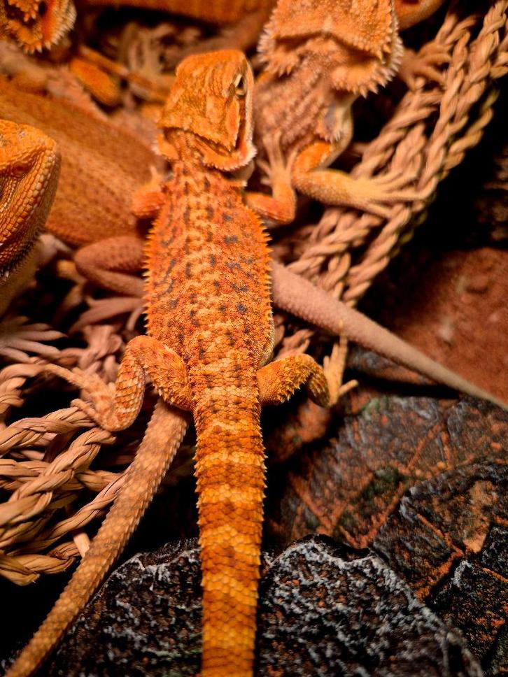 Baardagaam hypo red/orange