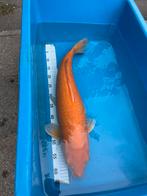 Karashigoi koi tekoop, Dieren en Toebehoren, Karper of Koi