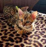 ☆Top ras☆ Bengaalse kittens met stamboom, Dieren en Toebehoren, Katten en Kittens | Raskatten | Korthaar, Meerdere dieren, Met stamboom