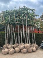 Grote Leivorm laurier Novita 180 of 200 stam €175, Ophalen, Zomer, Halfschaduw, 100 tot 250 cm