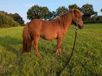 Te koop: Lieve elegante pony, Dieren en Toebehoren, Pony's, Merrie, A pony (tot 1.17m), Recreatiepony, Gechipt