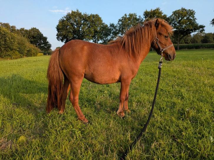 Te koop: Lieve kindvriendelijke mini pony, Dieren en Toebehoren, Pony's, Merrie, A pony (tot 1.17m), Recreatiepony, 0 tot 2 jaar