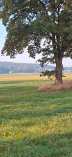 24/7 Stalling en Weidegang, Dieren en Toebehoren, Stalling en Weidegang, Weidegang