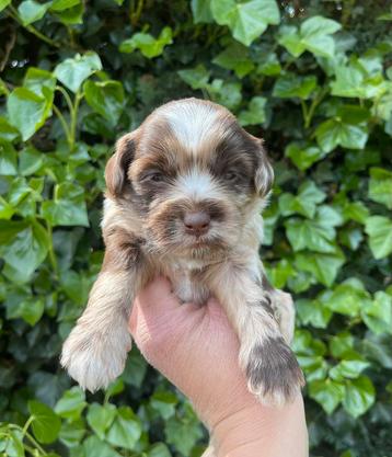 Boomer pups  beschikbaar voor biedingen