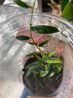 Terrariumplant ficus punctate, Huis en Inrichting, Kamerplanten, Ophalen of Verzenden, Ficus, Halfschaduw, Minder dan 100 cm