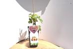 vijgen in pot, Tuin en Terras, Planten | Fruitbomen, Minder dan 100 cm, In pot, Ophalen of Verzenden, Vijgenboom