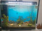 Aquarium, Dieren en Toebehoren, Ophalen