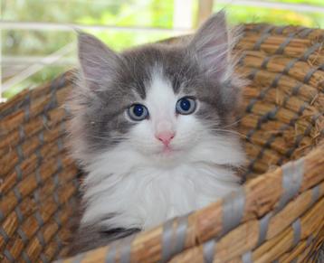 Noorse boskat kittens mogen koffertjes pakken beschikbaar voor biedingen