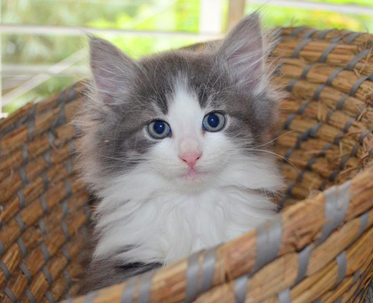 Noorse boskat kittens mogen koffertjes pakken, Dieren en Toebehoren, Katten en Kittens | Raskatten | Langhaar, Meerdere dieren