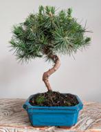 Pinus Halepensis Bonsai, Tuin en Terras, Planten | Bomen, Bloeit niet, Halfschaduw, Minder dan 100 cm, Overige soorten