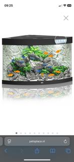 Hoekaquarium 60x60, Ophalen, Zo goed als nieuw, Leeg aquarium