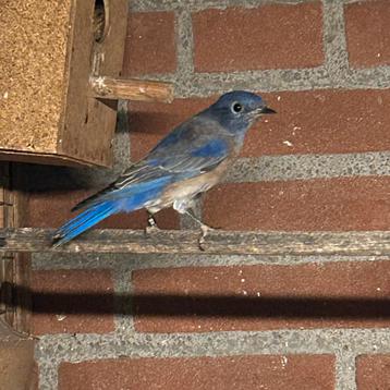 Sialia  mexicana , man correct geringd 2025 (zit koud beschikbaar voor biedingen