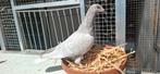 2 prachtige tintenmann jongen (de leus), Dieren en Toebehoren, Meerdere dieren, Postduif