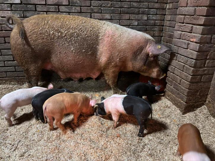 Husumer biggen, Dieren en Toebehoren, Schapen, Geiten en Varkens, Varken, Meerdere dieren, 0 tot 2 jaar