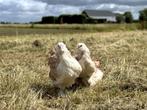 Faverolles kippen zowel groot als kriel, gesekst + ingeënt, Dieren en Toebehoren, Pluimvee, Vrouwelijk, Kip
