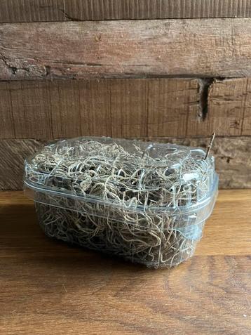 Gedroogde Tillandsia beschikbaar voor biedingen
