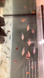 Aulonocara’s, Dieren en Toebehoren, Vis