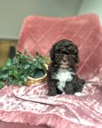 🤎🧡Prachtige kleine maltipoo pups 🤎🧡, Dieren en Toebehoren, Honden | Chihuahua's en Gezelschapshonden, Poedel, CDV (hondenziekte)