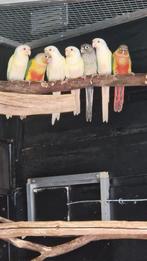 PYRRHURA MUTATIES, Meerdere dieren, Parkiet