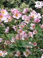 Herfstanemoon Anemone rozeTuinplant, Ophalen, Zomer, Overige soorten