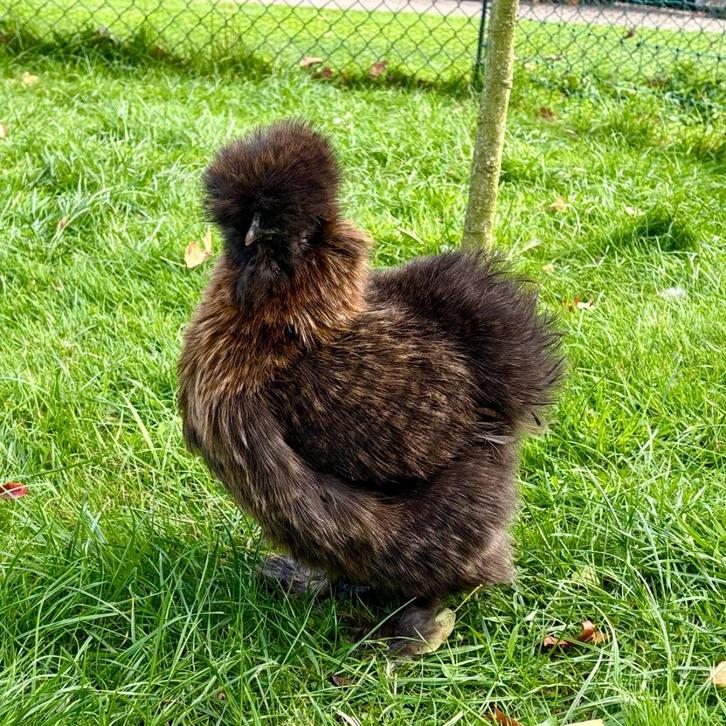 USA Zijdehoen hen van 2 jaar oud, Dieren en Toebehoren, Pluimvee, Kip, Vrouwelijk