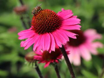 ECHINACEA 'Sensation Pink'  Zonnehoed ( NU PLAnttijd ) beschikbaar voor biedingen