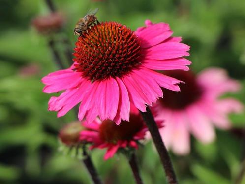 ECHINACEA 'Sensation Pink'  Zonnehoed ( NU PLAnttijd ), Tuin en Terras, Planten | Tuinplanten, Overige soorten, Volle zon, Zomer