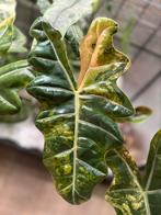 Alocasia Pseudosanderiana Aurea, Ophalen of Verzenden, Overige soorten, Minder dan 100 cm