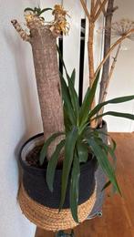 Yucca Plant met GUSTO Mand, Ophalen, Halfschaduw, In pot, Minder dan 100 cm