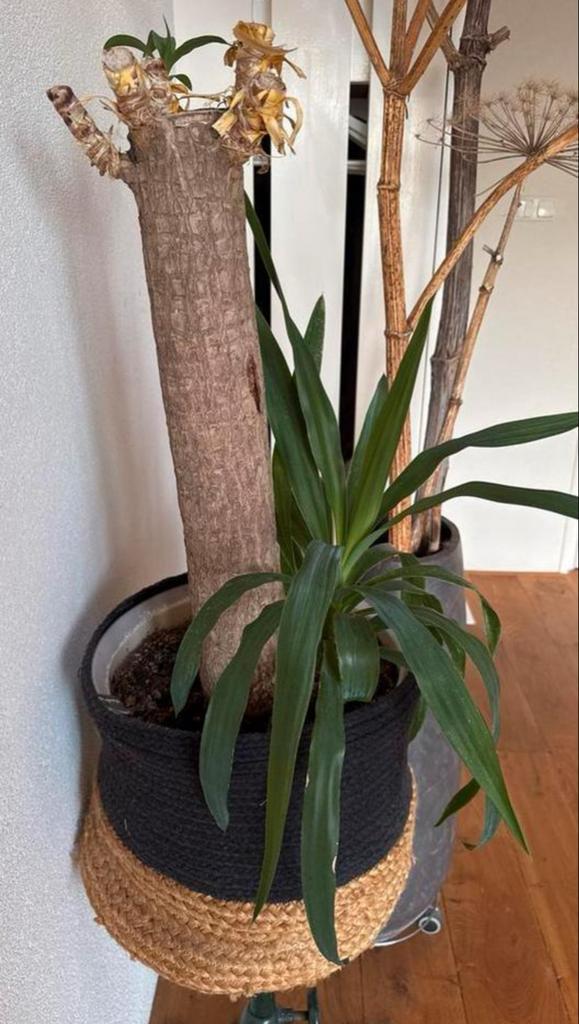 Yucca Plant met GUSTO Mand, Huis en Inrichting, Kamerplanten, Yucca, Minder dan 100 cm, Groene kamerplant, Halfschaduw, In pot