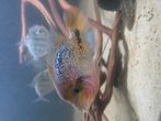 Vieja synspilum ong 25 cm, Dieren en Toebehoren, Vissen | Aquariumvissen, Vis