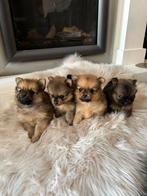 Dwerg pomeriaan puppy's, 8 tot 15 weken, Meerdere, Meerdere dieren, Nederland