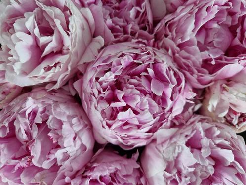 pioenrozen / paeonia / pioenen, Tuin en Terras, Bloembollen en Zaden, Knol, Najaar, Halfschaduw, Ophalen of Verzenden