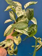 Epipremnum pinnatum Marble Variegata p12 (3), Huis en Inrichting, Kamerplanten, Ophalen of Verzenden, Halfschaduw, Minder dan 100 cm