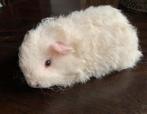 Cavia beertje Tessel wit, Dieren en Toebehoren, Cavia, Mannelijk, Tam, Oktober