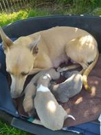 Windhonden Levriers Windhunde, Dieren en Toebehoren, Honden | Windhonden, België, Particulier, Whippet, 8 tot 15 weken
