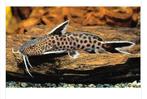 Synodontis petricola

3x, Vis, Zoetwatervis