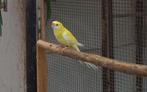 Lutino strogele 25, Dieren en Toebehoren, Meerdere dieren, Parkiet, Geringd
