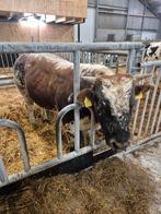 Dikbil dekstier, Dieren en Toebehoren, Mannelijk