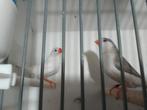 Zebra vink, Dieren en Toebehoren, Meerdere dieren, Tropenvogel