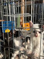 Kittens te koop, Meerdere dieren