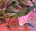 Ancistrus snowwhite jongen, Dieren en Toebehoren, Vis, Zoetwatervis