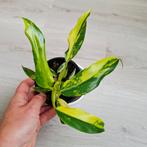 Philodendron Domesticum variegata plant, Huis en Inrichting, Kamerplanten, Ophalen of Verzenden, Overige soorten, Minder dan 100 cm