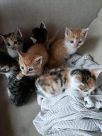 Kittens, Dieren en Toebehoren, Katten en Kittens | Overige Katten, Meerdere dieren, Kortharig, 0 tot 2 jaar